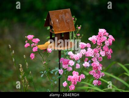 Vogelhaus und Rosenstrauch, Rosa Rose (Rosa sp.) Im Garten, Baden-Württemberg, Deutschland Stockfoto