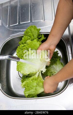 Person, Waschen Salat, Hände, São Paulo, Brasilien Stockfoto