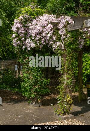 Eine frühlingsblühende Clematis, die auf einer hölzernen Pergola im Hall Cliffe Community Garden, Baildon wächst. Stockfoto