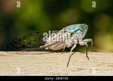 Zikade, Cicadidae, Tufi, Oro Provinz, Papua Neu Guinea Stockfoto