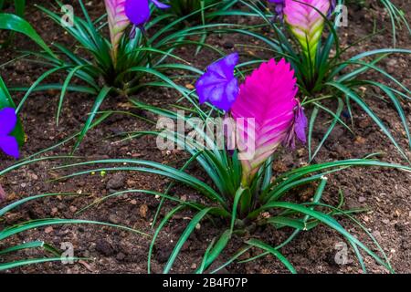 Nahaufnahme einer elektrischen Anlage von Vriesea in einem tropischen Garten, farbenfrohe exotische Blumenspezialitäten aus Amerika Stockfoto