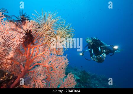 Scuba Diver in Coral Reef, Tufi, Solomon Sea, Papua-Neuguinea Stockfoto