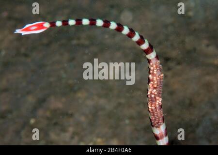 Männliche Gebänderte Seenadeln trägt Eier an der Unterseite, Doryrhamphus dactyliophorus, Tufi, Solomon Sea, Papua-Neuguinea Stockfoto