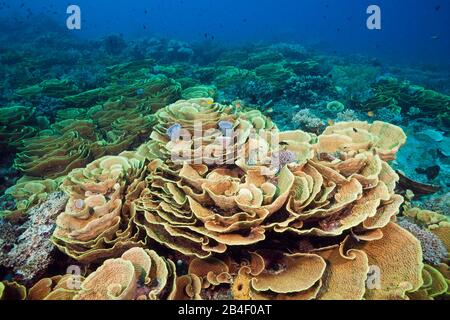 Riff von Lettuce Coral, Turbinaria mesenterina, Tufi, Solomon Sea, Papua-Neuguinea Stockfoto