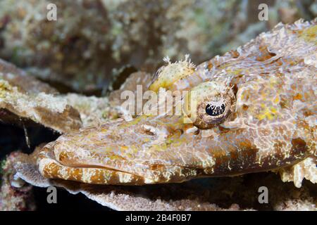 Beauforts Krokodilfische, Cymbacephalus beauforti, Tufi, Solomon Sea, Papua-Neuguinea Stockfoto