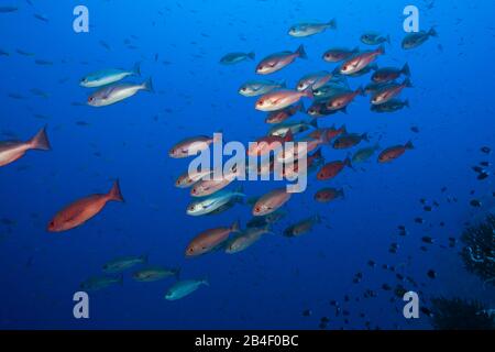 Schwarm von schlanken Pinjalo Snapper, Pinjalo lewisi, Tufi, Solomon Sea, Papua-Neuguinea Stockfoto