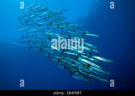Schwarm von Blackfin Barracuda, Sphyraena qenie, Tufi, Solomon Sea, Papua-Neuguinea Stockfoto