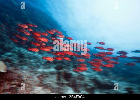 Schwarm von schlanken Pinjalo Snapper, Pinjalo lewisi, Tufi, Solomon Sea, Papua-Neuguinea Stockfoto