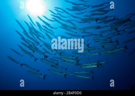 Schwarm von Blackfin Barracuda, Sphyraena qenie, Tufi, Solomon Sea, Papua-Neuguinea Stockfoto