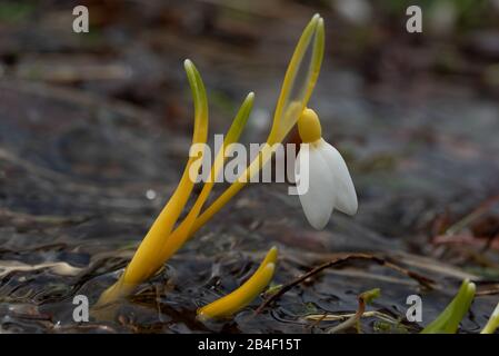 Im Frühling hat sich der Snowdrop aufgebläht Stockfoto