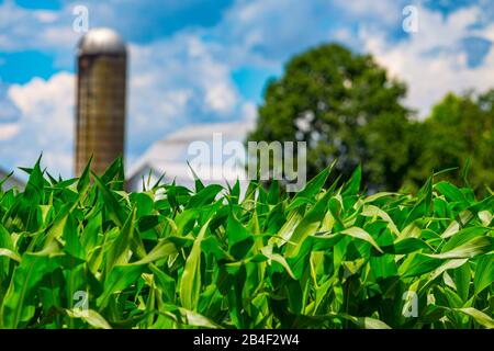 Ronks, PA/USA - 27. Juni 2017: Der Maisanbau auf dem Feld eines Landwirts im Lancaster County ist nur wenige Wochen von der Herstellung von Süßmais entfernt. Stockfoto