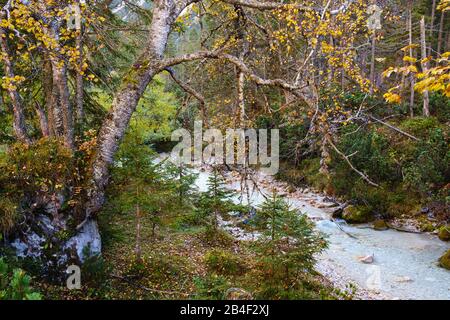 Lafatscherbach kurz vor der Einmündung in die Isar, Hinterautal, bei Scharitz, Karwendel, Tyrol, Österreich Stockfoto