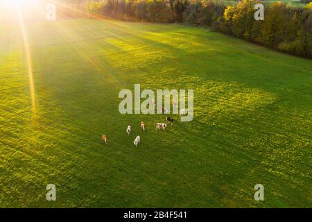 Sonnenaufgang, Kühe auf Weide bei Thanning, bei Egling, Drohnenabnahme, Tölzer Land, Oberbayern, Bayern, Deutschland Stockfoto