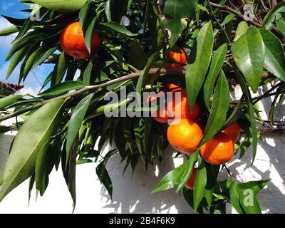 Mandarinen auf einem Baum Stockfoto