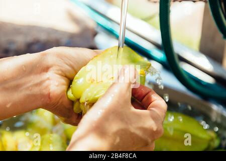 Nahaufnahme der Frau, die frische organische Sternfrucht (Averrhoa carambola), alias Carambola, waschen, unter fließendem Wasser spülen und mit den Fingern scheuern Stockfoto