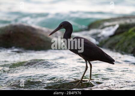 Eastern Reef Egret/Heron Stockfoto