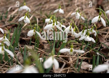 Im Frühling hat sich der Snowdrop aufgebläht Stockfoto