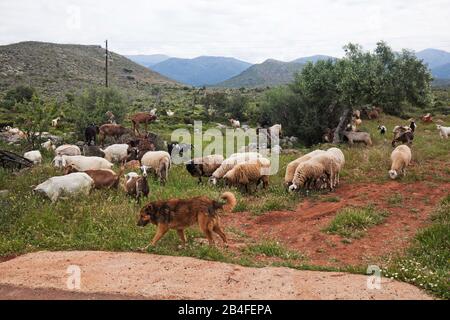 Herdenhund hütet Schafe und Ziegen in den Bergen von Arcadia, Griechenland Stockfoto