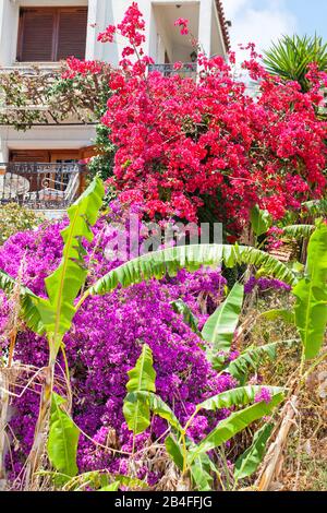 Bougainvillea, Blüht vor einem Wohnhaus in Griechenland Stockfoto