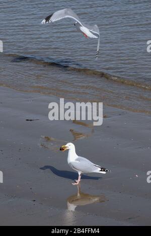 Weymouth. März 2020. Wetter in Großbritannien. Die Menschen beginnen das Wochenende früh, wenn Sonnenschein in die Stadt zurückkehrt. Kredit: Stuart frettwell/Alamy Live News Stockfoto