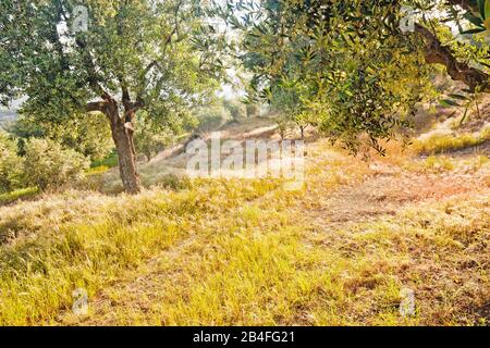 Morgenlicht im Olivenhain, Griechenland Stockfoto