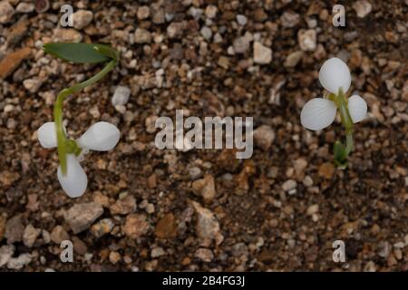 Im Frühling hat sich der Snowdrop aufgebläht Stockfoto