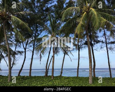 Palmen am Strand, männlich, Malediven, Asien Stockfoto