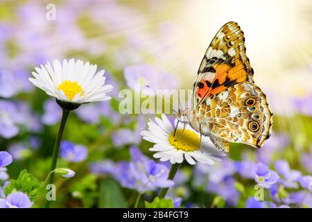 Schmetterling sitzt auf der Blüte in der Hintergrundbeleuchtung Stockfoto