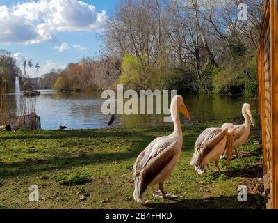 ST James's Park, London, Großbritannien 6. März 2020 - Drei ansässige Pelicans C Isla, Tiffany und Gargi genießen Frühling wie Wetter im St James's Park. Credit: Dinendra Haria/Alamy Live News Stockfoto