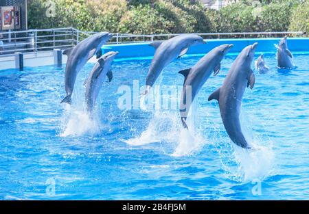 Delfine Show, Oceanographic, City of Arts and Sciences, Valencia, Comunidad Autonoma de Valencia, Spanien Stockfoto