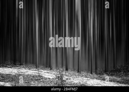 Wald im Winter mit Surreal bearbeiteten Bäumen Stockfoto