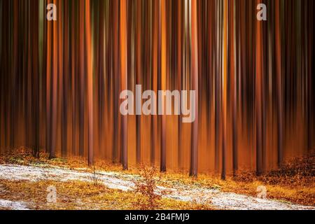 Wald im Winter mit Surreal bearbeiteten Bäumen Stockfoto