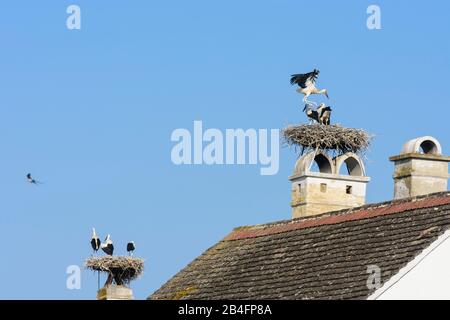 Rost, Weißstorchnest (Ciconia ciconia), Juvenile Störche, die beim Nest warten und Flugtraining machen, Hausdach, Schornstein im Neusiedler See (Neusiedler See), im burgenländischen Österreich Stockfoto