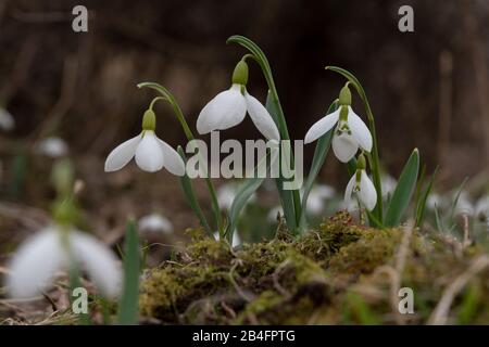 Im Frühling hat sich der Snowdrop aufgebläht Stockfoto