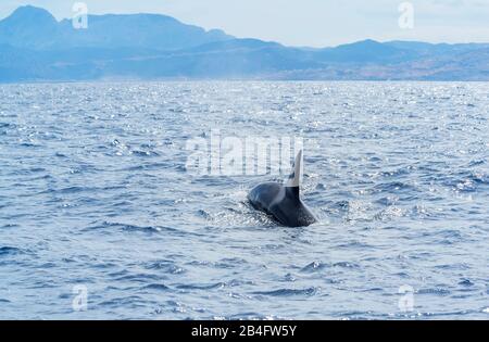 Killerwale (Orcinus Orca) schwimmen in der Meerenge von Gibraltar, Andalusien, Spanien, Europa Stockfoto