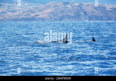 Killerwale (Orcinus Orca) schwimmen in der Meerenge von Gibraltar, Andalusien, Spanien, Europa Stockfoto