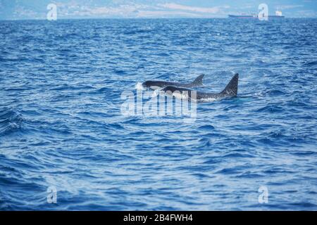 Zwei Killerwale (Orcinus Orca) schwimmen zusammen in der Meerenge von Gibraltar, Andalusien, Spanien, Europa Stockfoto