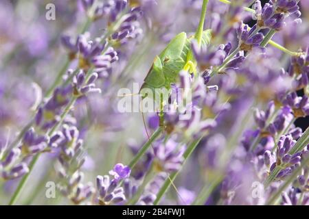 Schöne Reihen von Lavendelsträuchern bereit zur Ernte, Lavendelblüten, Nahaufnahme Stockfoto