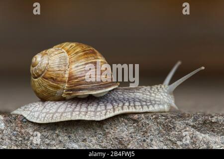 Langsam bewegende Schnecke auf grauem Fahnenstein Stockfoto