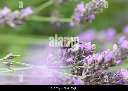 Hummel auf Lavendel Blume Stockfoto