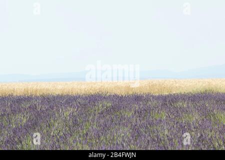 Schöne Reihen von Lavendelbüschen bereit zur Ernte Stockfoto