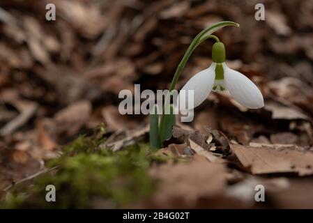 Im Frühling hat sich der Snowdrop aufgebläht Stockfoto