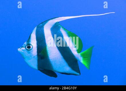 Schwarm-Wimpelfisch (Heniochus diphrutes), Brother Islands, Rotes Meer, Aegypten/Ägypten Stockfoto