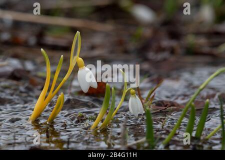 Im Frühling hat sich der Snowdrop aufgebläht Stockfoto