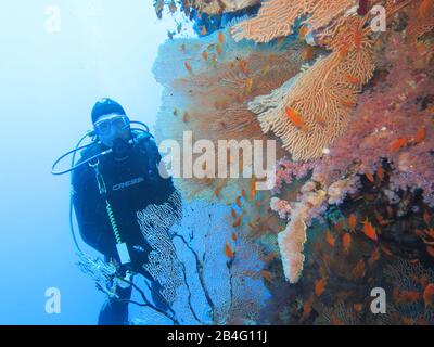 Taucher, Gorgonienkoralle (Octocorallia), Brother Islands, Rotes Meer, Aegypten/Ägypten Stockfoto