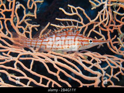 Langnasenbueschelbarsch (Oxycirrhiten typus), Gorgonienkoralle, Brother Islands, Rotes Meer, Aegypten/Ägypten, Langnasenbüschelbarsch Stockfoto