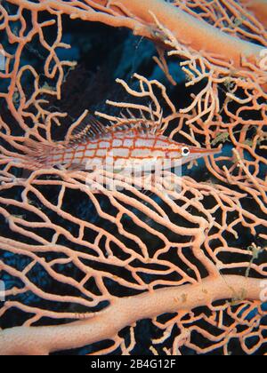 Langnasenbueschelbarsch (Oxycirrhiten typus), Gorgonienkoralle, Brother Islands, Rotes Meer, Aegypten/Ägypten, Langnasenbüschelbarsch Stockfoto