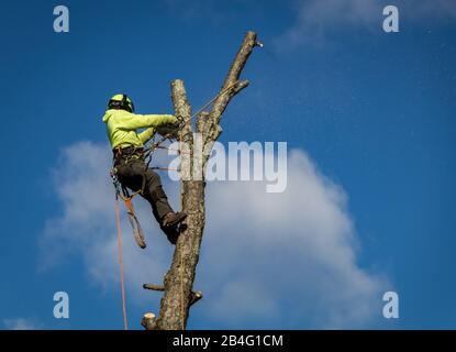 Arboristischer Lumberjack trägt Seile und Tragseile und trimmt hohe Birken gegen blauen Himmel mit Wolken Stockfoto