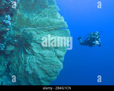 Taucher, Gorgonienkoralle (Octocorallia), Brother Islands, Rotes Meer, Aegypten/Ägypten Stockfoto