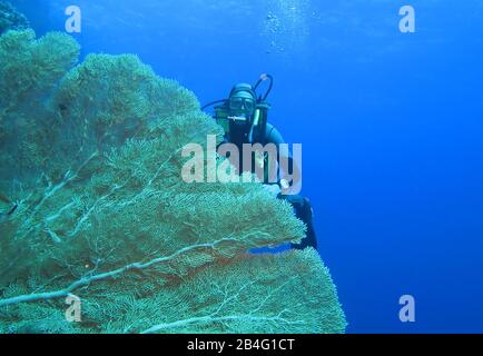 Taucher, Gorgonienkoralle (Octocorallia), Brother Islands, Rotes Meer, Aegypten/Ägypten Stockfoto